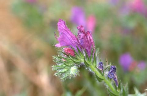 image Viborera (Echium plantagineum)