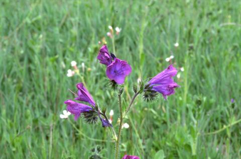 image Viborera (Echium plantagineum)