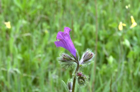 image Viborera (Echium plantagineum)