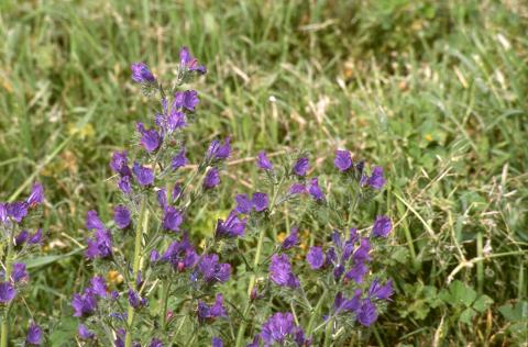 image Viborera (Echium plantagineum)