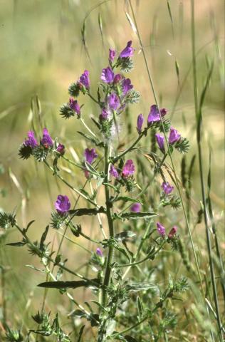 image Viborera (Echium plantagineum)