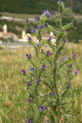 image Viborera (Echium vulgare)