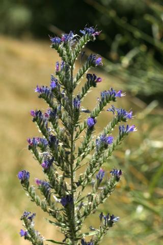 image Viborera (Echium vulgare)
