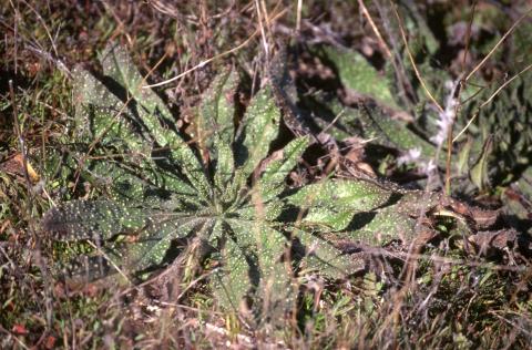 image Viborera (Echium vulgare)