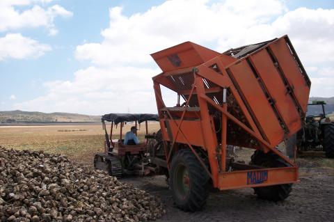 image Cosechadora descargando remolacha