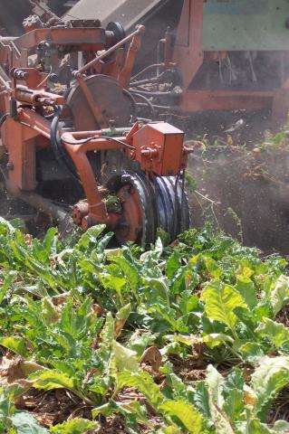 image Cosechadora de remolacha