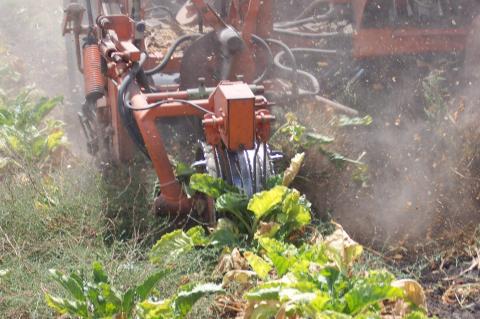 image Cosechadora recolectando remolacha