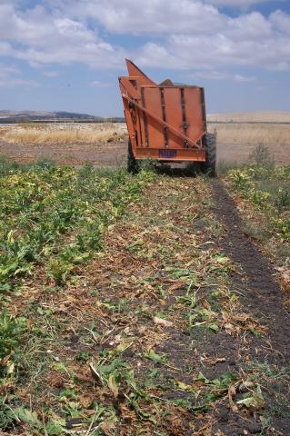 image Cosechadora de remolacha
