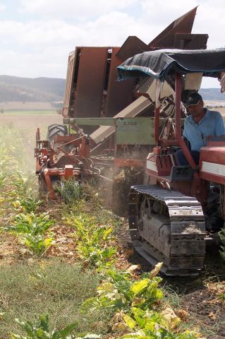 image Cosechadora recolectando remolacha