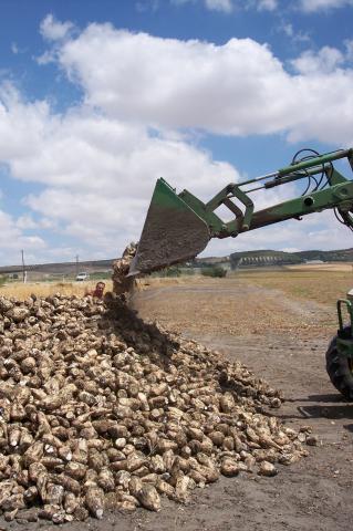 image Tractor amontonando remolacha