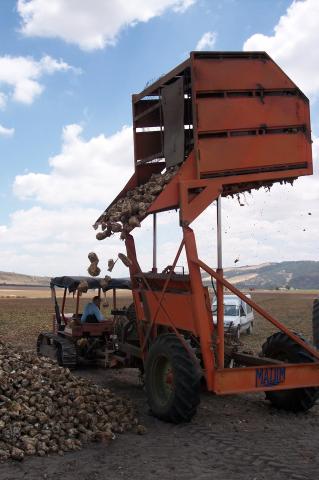 image Tractor descargando remolacha