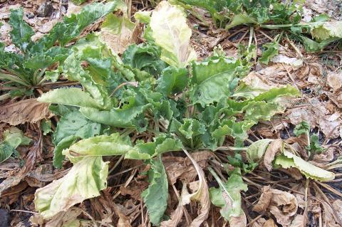 image Planta de remolacha