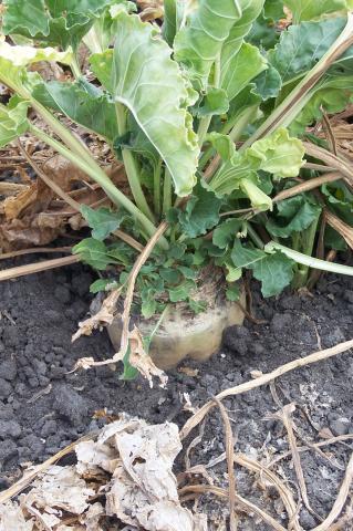 image Planta de remolacha