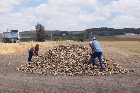 image Hombres quitando terrones del montón de remolacha