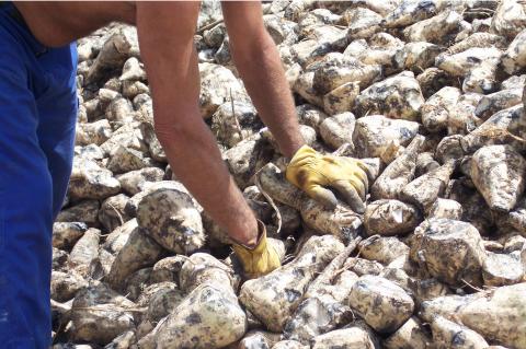 image Hombre quitando terrones del montón de remolachas
