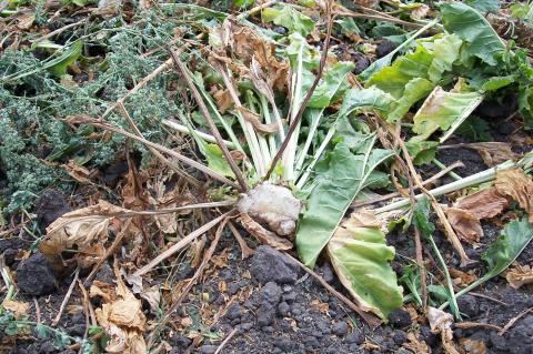image Planta de remolacha separada de su raíz