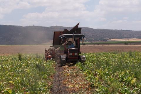 image Cosechadora recolectando remolacha