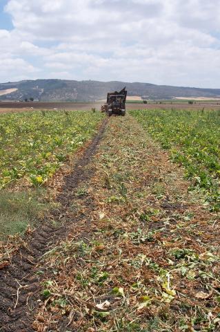 image Cosechadora recolectando remolacha