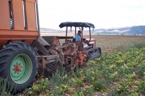 image Cosechadora recolectando remolacha