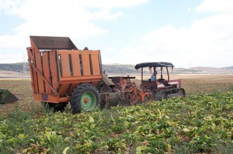 image Cosechadora recolectando remolacha