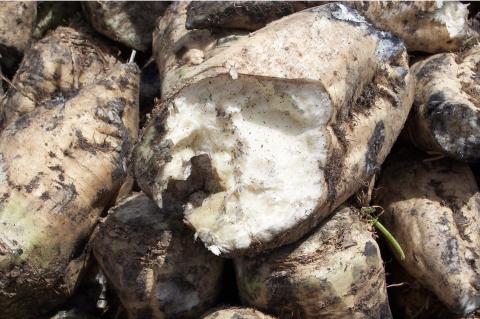 image Raices de remolacha