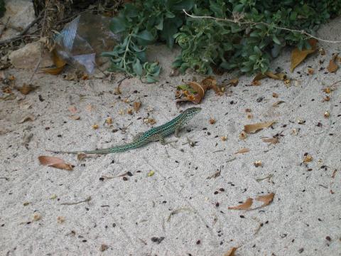 image Lagartija ibicenca, Formentera, Islas Baleares