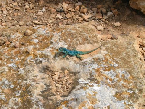 image Lagartija ibicenca, Formentera, Islas Baleares
