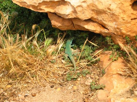 image Lagartija ibicenca, Formentera, Islas Baleares