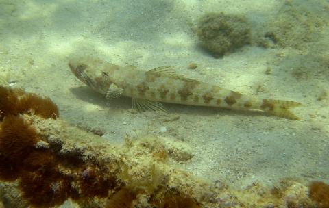 image Pez lagarto (Trachinocephalus sp.)