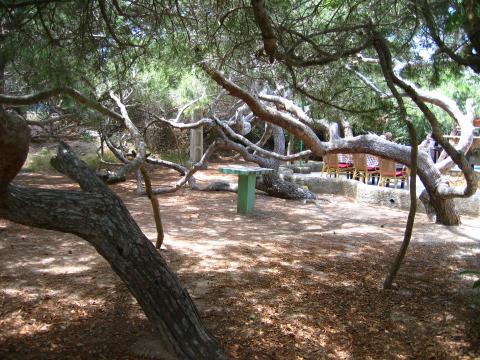 image Pinos retorcidos por la tramontana, Formentera, Islas Baleares