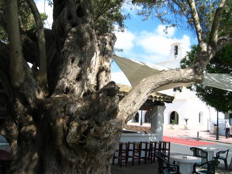 image Viejo olivo frente a la Iglesia de Sant Josep, Ibiza, Islas Baleares