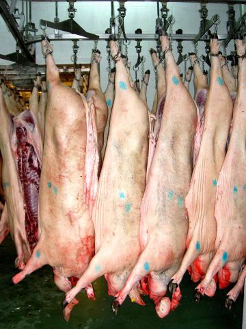 image Cerdos en canal