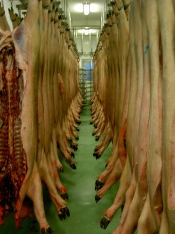 image Cerdos en canal