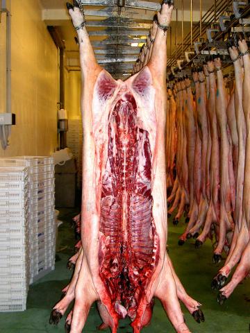 image Cerdos en canal