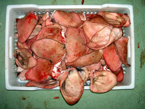 image Oreja de cerdo