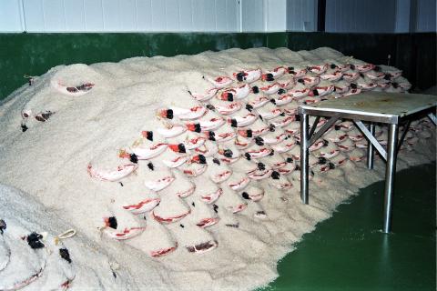 image Jamón en salazón