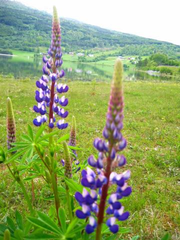 image Flores nórdicas silvestres, Noruega