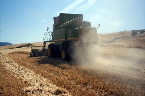image Cosechadora cosechando trigo