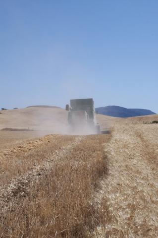 image Cosechadora cortando trigo