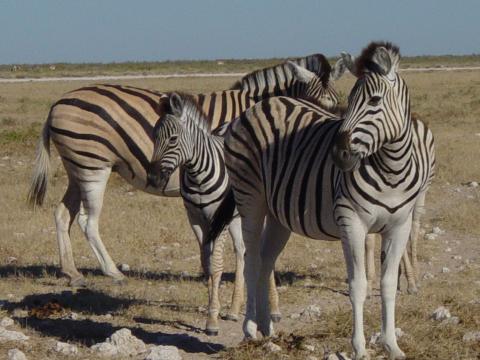 image Cebras de Burchell (Equus burchellii), Namibia, África