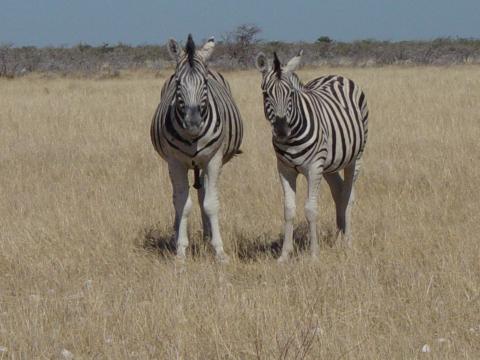 image Pareja de cebras de Burchell, Namibia, África