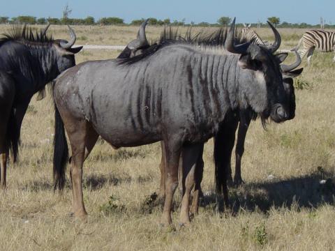 image Ñu azul (Connochaetes taurinus), Namibia, África