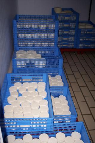 image Queso fresco prensado