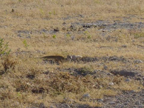 image Mangosta amarilla (Cynictis penicillata), Namibia, África