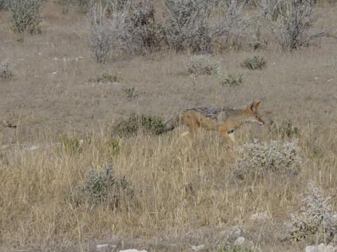 image Chacal de lomo negro (Canis mesomelas), Namibia, África