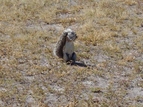 image Ardilla de tierra (Xerus inauris), Namibia, África