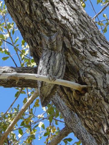 image Autillo africano (Otus senegalensis), Namibia, África