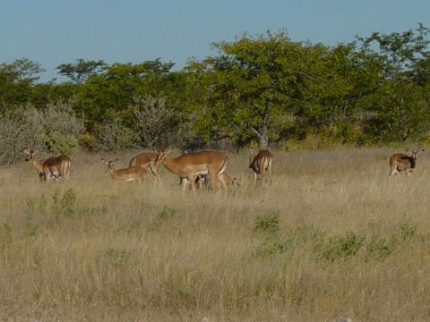 image Impala de cara negra (Aepyceros melampus petersi), Namibia, África