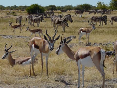 image Gacela saltarina (Antidorcas marsupialis), Namibia, África