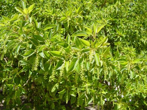 image Hojas y flores de ombú, Monasterio de laCartuja de Santa María de las Cuevas, Sevilla